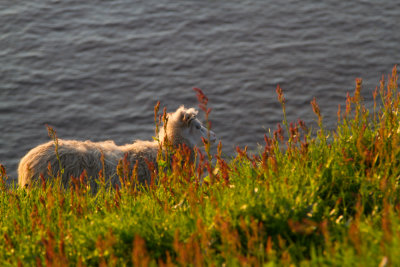 Faroe Islands_9023.jpg