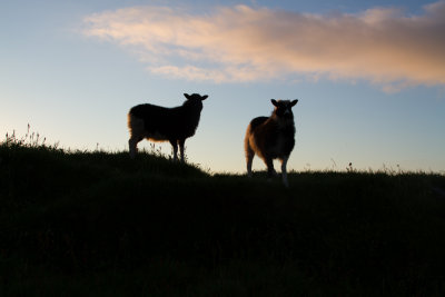 Faroe Islands_9034.jpg