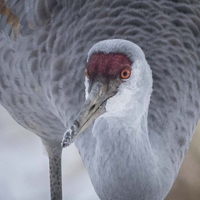 SANDHILL CRANE