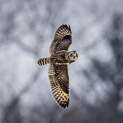 SHORT-EARED OWL