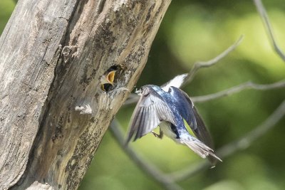 TREE SWALLOW