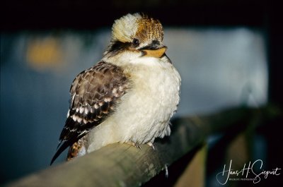 Laughing Kookaburra-02-1.jpg