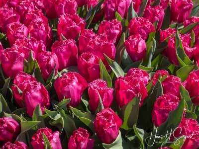 Tulips in Amsterdam