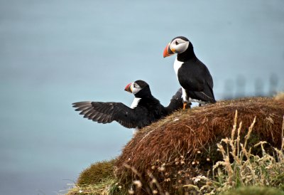 Puffins