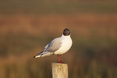 Mouette rieuse-002.jpg