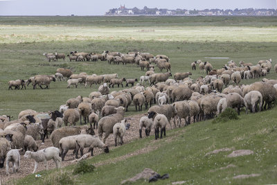 Moutons Somme-13.jpg