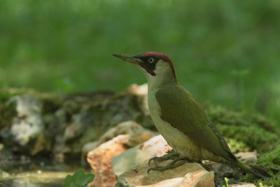 Picchio verde maschio