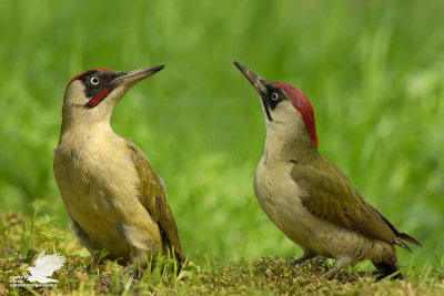 Coppia di Picchio Verde