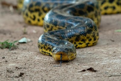Anaconda gialla                                                                                                                 
