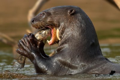 LONTRA GIGANTE