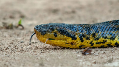 Ritratto Anaconda gialla