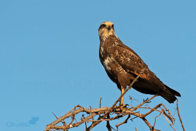 POIANA DELLE SAVANE - SAVANNA HAWK