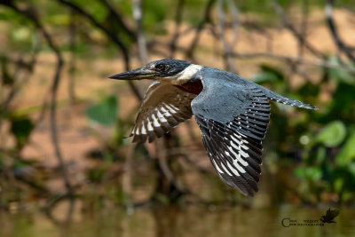 Martin pescatore dal collare maschio - Ringed Kingfischer 