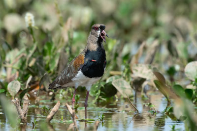 PAVONCELLA DEL CILE - SOUTHERN LAPWING
