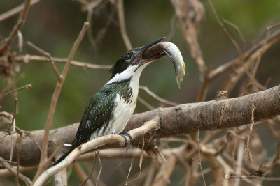 Martin Pescatore dell'Amazzonia femmina