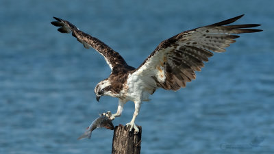 Falco Pescatore