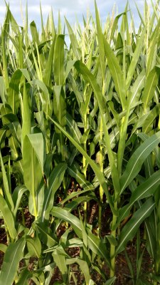 01 Corn 01.jpg