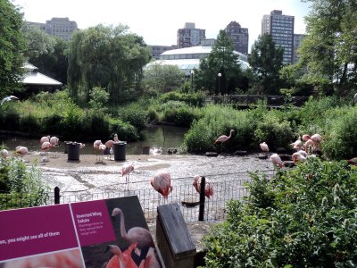 05 Flamingos 02.jpg