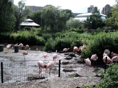 07 Flamingos 04.jpg