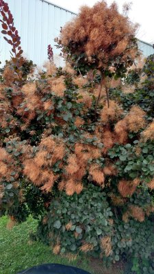 09 Fuzzy plant.jpg