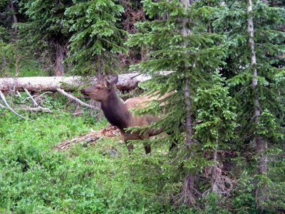 17 Rocky Mountain National Park, 24 July