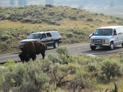 24 Tory and Lori watching buffalo from van.jpg