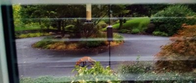01 Fox in the drive 01.jpg
