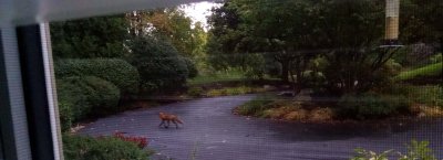02 Fox in the drive 02.jpg