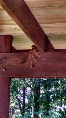 14 Guest robin family.jpg