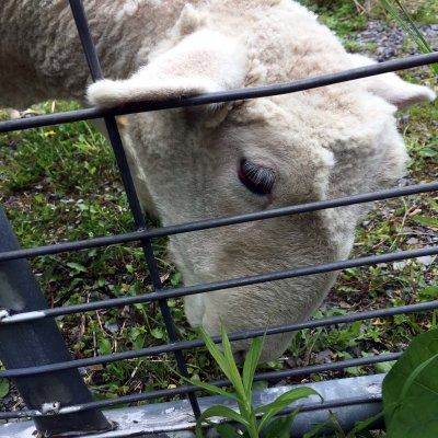 04 Sheep neighbor.jpg