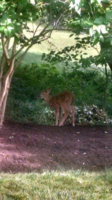 01 Fawn in the garden 01.jpg