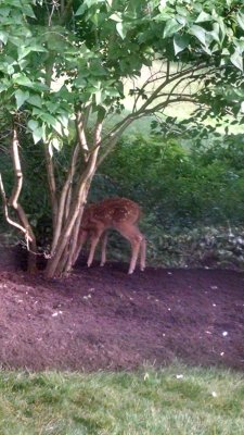 02 Fawn in the garden 02.jpg