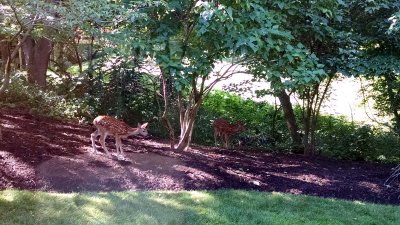 04 Fawns in the garden.jpg