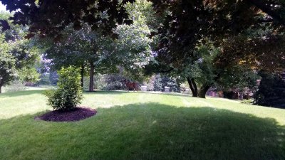05 Deer on the hill.jpg