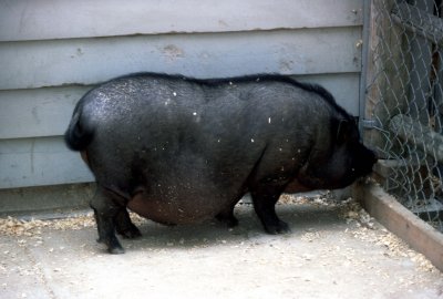 06 Pot-bellied pig.jpg