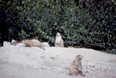08 Prairie dogs.jpg