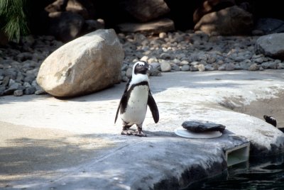 10 Penguin 01.jpg