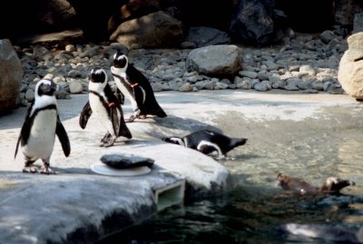 11 Penguins.jpg