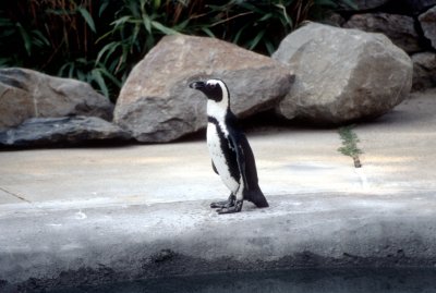 12 Penguin 02.jpg