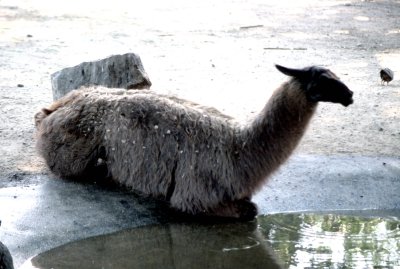 14 Llama.jpg