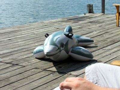 37 Fake dolphin basking in sun.jpg