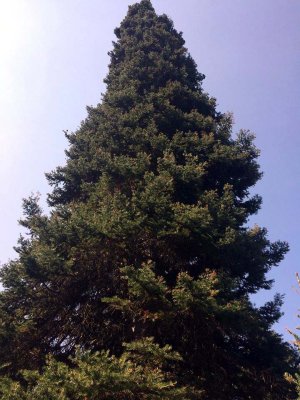 25 Dierks memorial tree.jpg