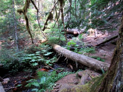 11 The forest 01.jpg