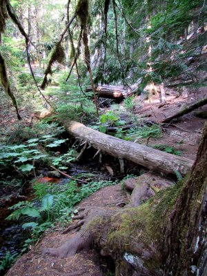 12 The forest 02.jpg
