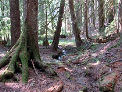 18 The forest 03.jpg