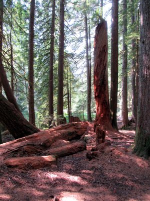 19 Red stump 01.jpg