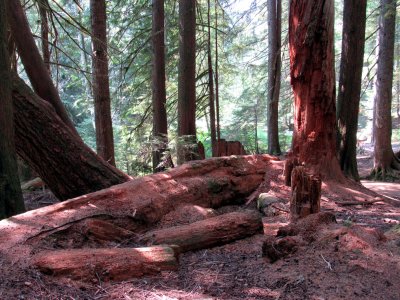 20 Red stump 02.jpg