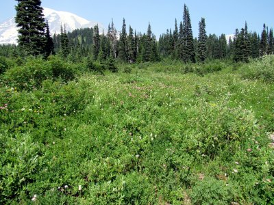 23 The meadow 01.jpg