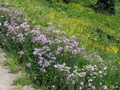 29 The meadow 02.jpg