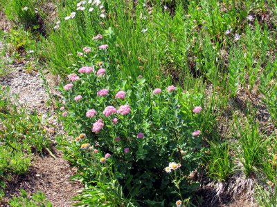 30 The meadow 03.jpg